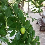 Apartmaji V Izoli Babic, Simonov Zaliv Daire Izola